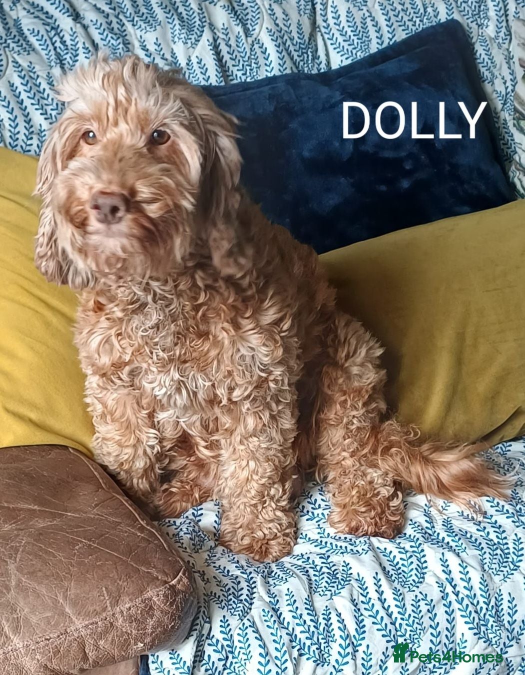 Cockapoo dogs DNA clear fox red F1b Cockapoos - Advert 2