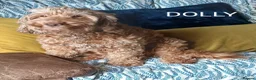 Cockapoo dogs for sale: ONLY ONE DARK BROWN FEMALE LEFT - Advert 10