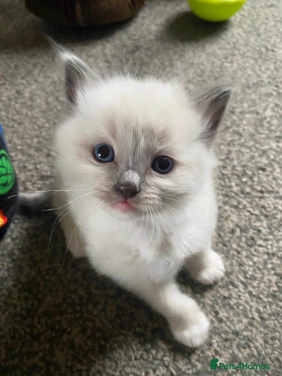 Ragdoll cats for sale: Purebreed Ragdoll kittens - Advert 7