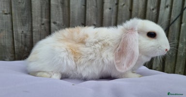 Mini Lop rabbits - Advert 4