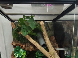 Gecko reptiles 2y old crested gecko with exoterra - Advert 1
