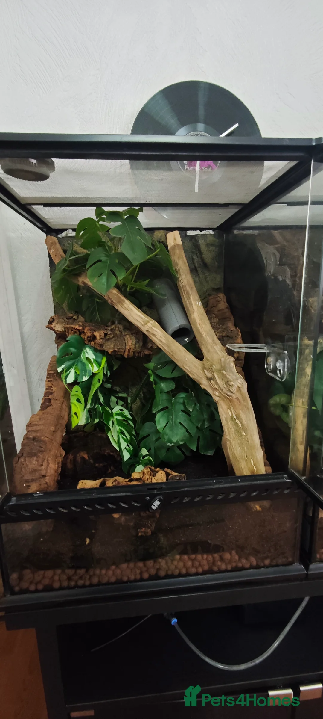 Gecko reptiles for sale: 2y old crested gecko with exoterra  - Advert 1