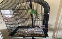 Ringnecks birds for sale: Male Green Indian Ringneck Parrot (On sale) - Image 3