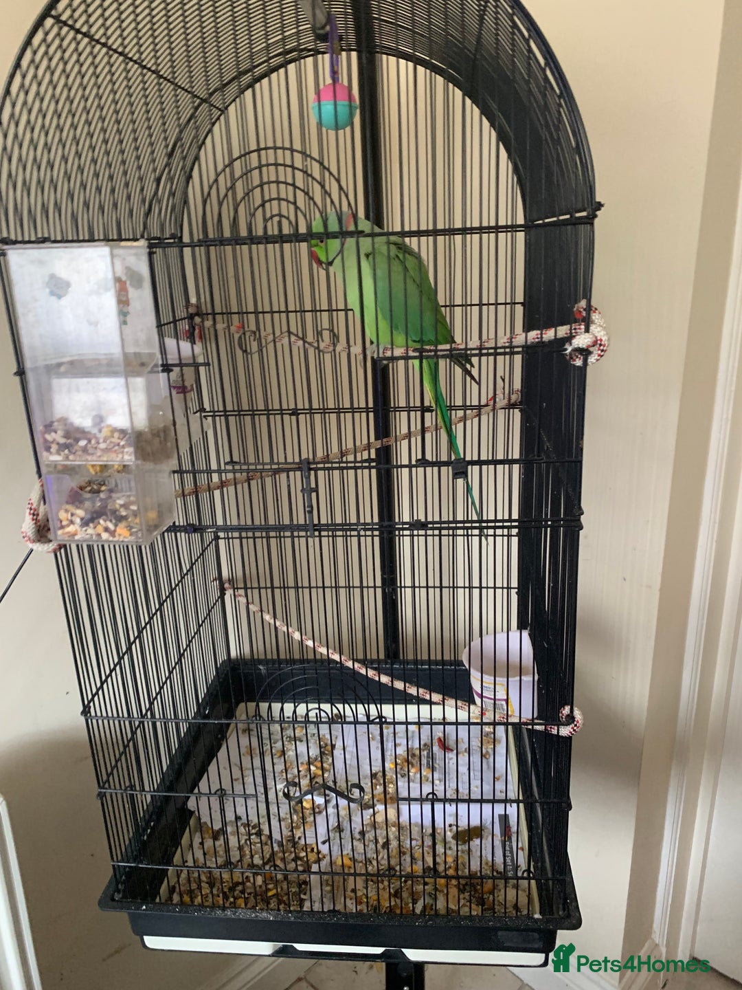 Ringnecks birds for sale: Male Green Indian Ringneck Parrot (On sale) - Image 3
