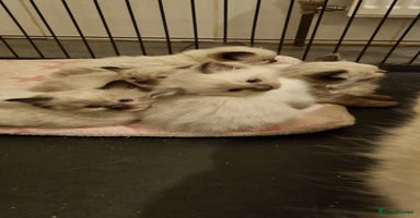 Ragdoll cats Stunning Ragdoll kittens - Advert 8