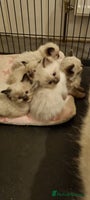 Ragdoll cats Stunning Ragdoll kittens - Advert 8