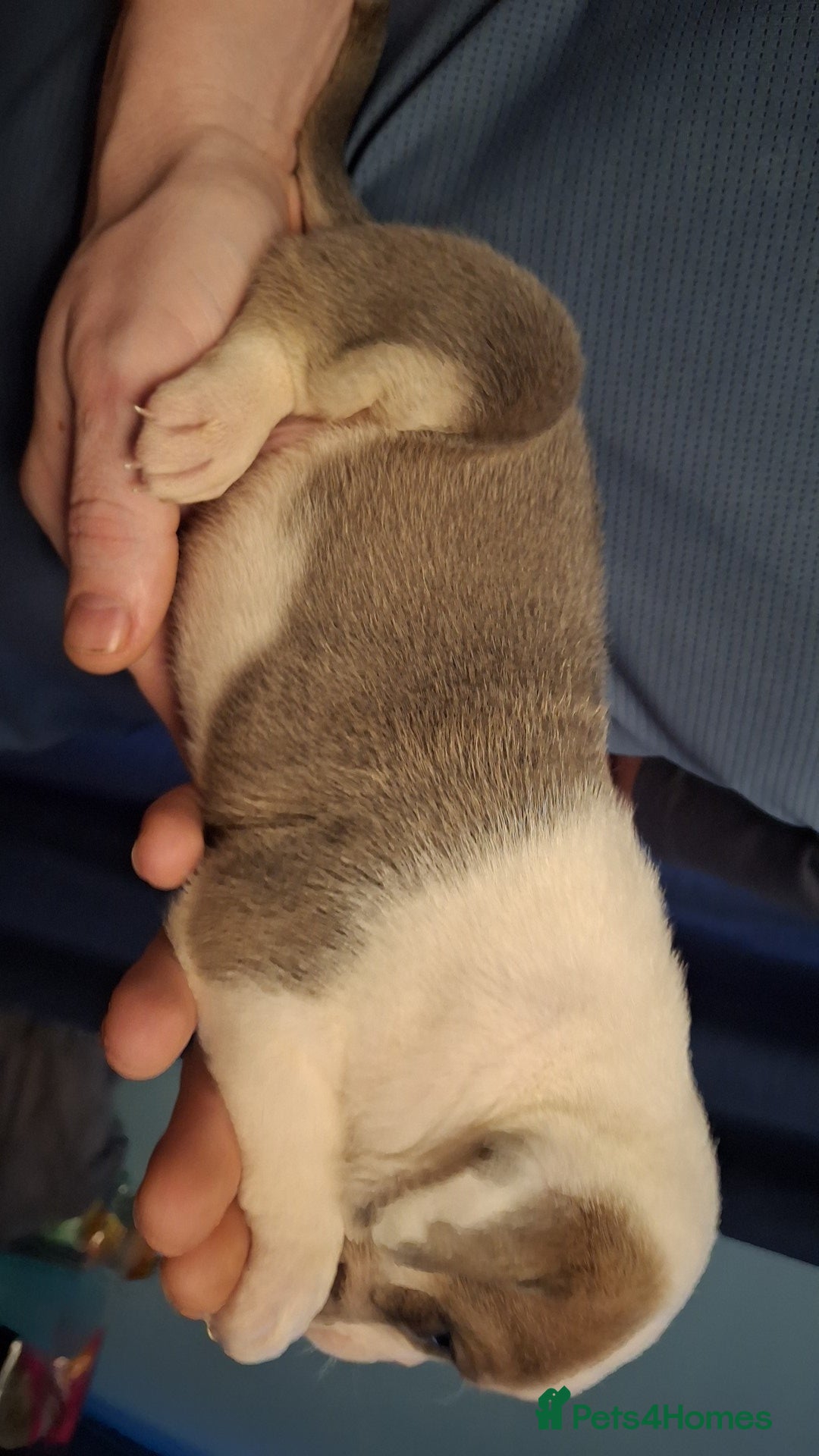 Mixed Breed dogs for sale: Old tyme x puppys  - Advert 6