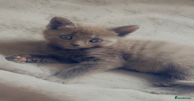 British Shorthair cats - Advert 11