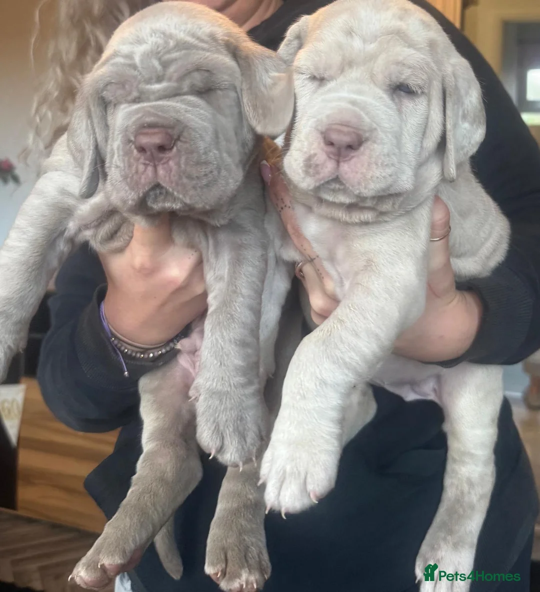 Mixed Breed dogs for sale: 🐾 Neapolitan Mastiff x Cane Corso🐾 - Advert 1