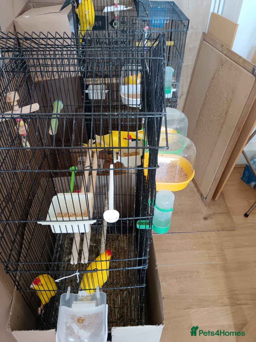 Parakeets birds for sale: kakariki for sale - Image 3