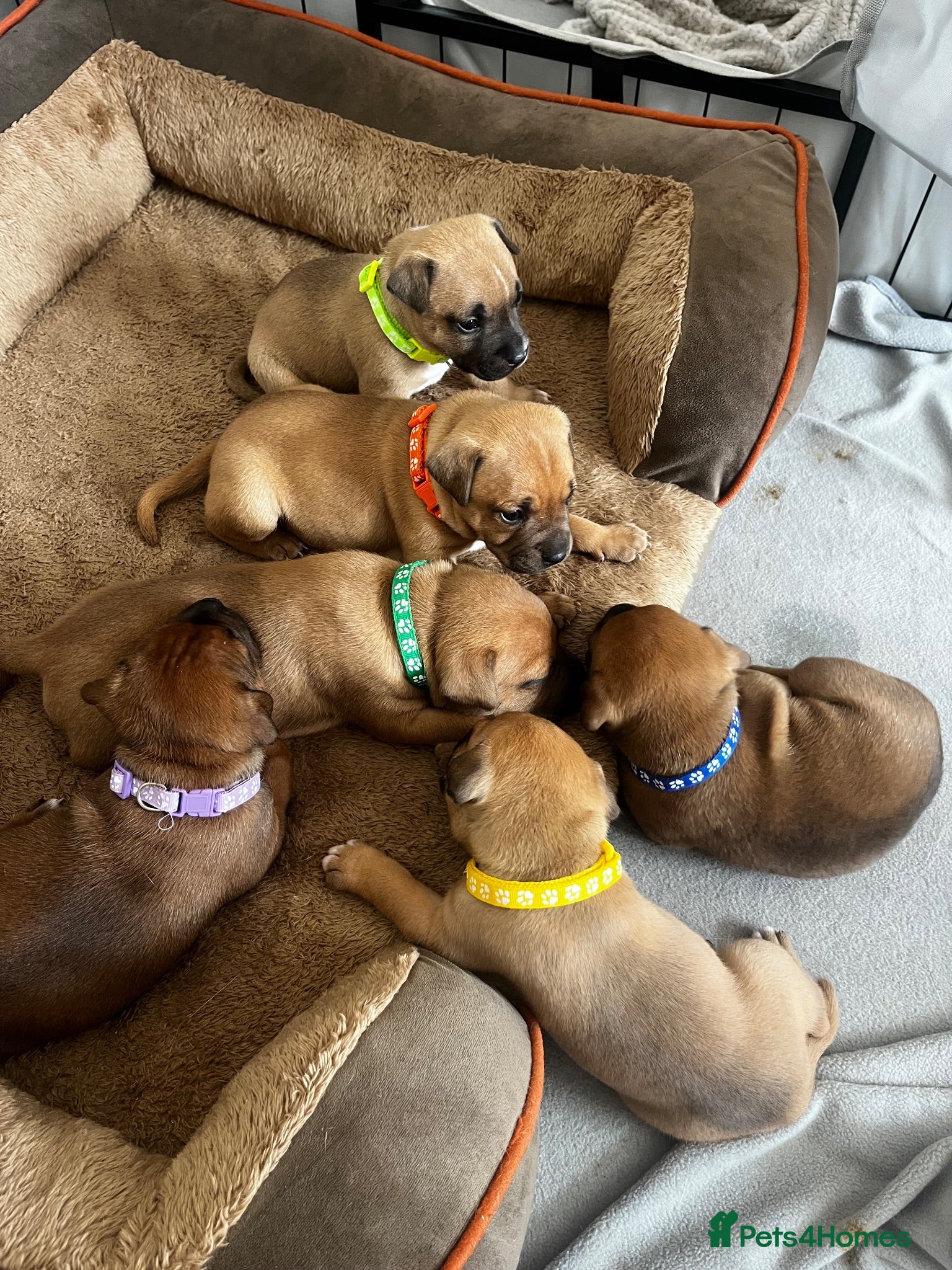 Staffordshire Bull Terrier dogs ❤️Beautiful red Staffordshire bull terrier puppies - Advert 10