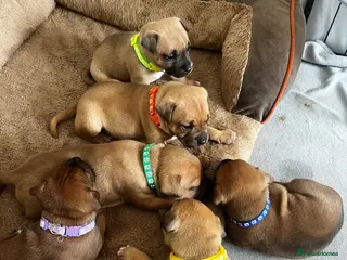 Staffordshire Bull Terrier dogs ❤️Beautiful red Staffordshire bull terrier puppies - Advert 10