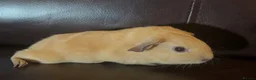 Guinea Pig rodents for sale: Baby guineas ready from 21/7/2026 - Advert 9