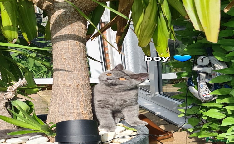 British Shorthair cats in Mexborough - Advert 4