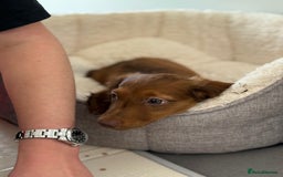 Miniature Dachshund dogs for sale: ⭐️ Miniature Long Haired Dachshund Pups ⭐  - Image 22