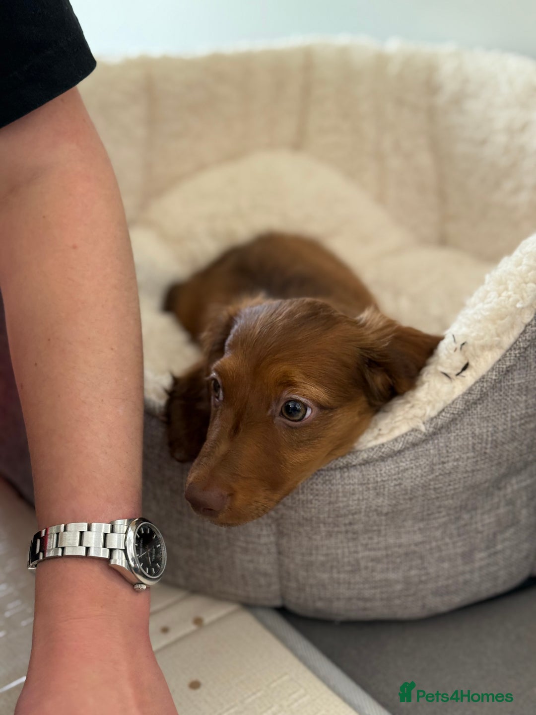 Miniature Dachshund dogs for sale: ⭐️ Miniature Long Haired Dachshund Pups ⭐  - Image 22