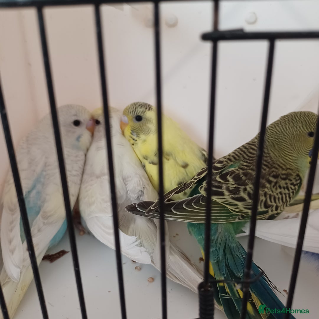 Budgerigars birds for sale: Budgies for sale  - Image 7