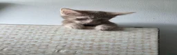 Mixed Breed cats for sale: Kittens looking for happy families  - Advert 7