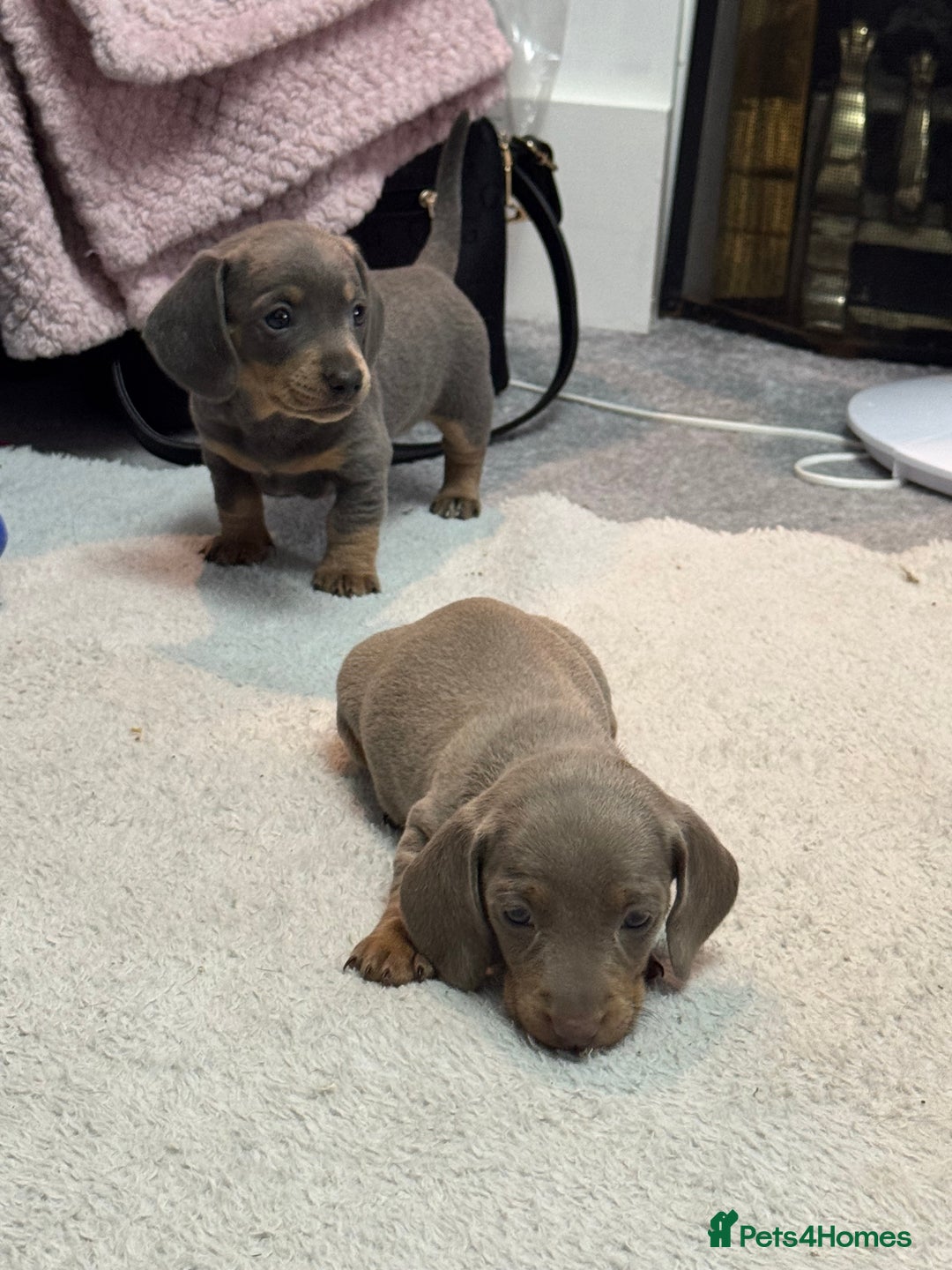 Miniature Dachshund dogs for sale: READY NOW  - Advert 27
