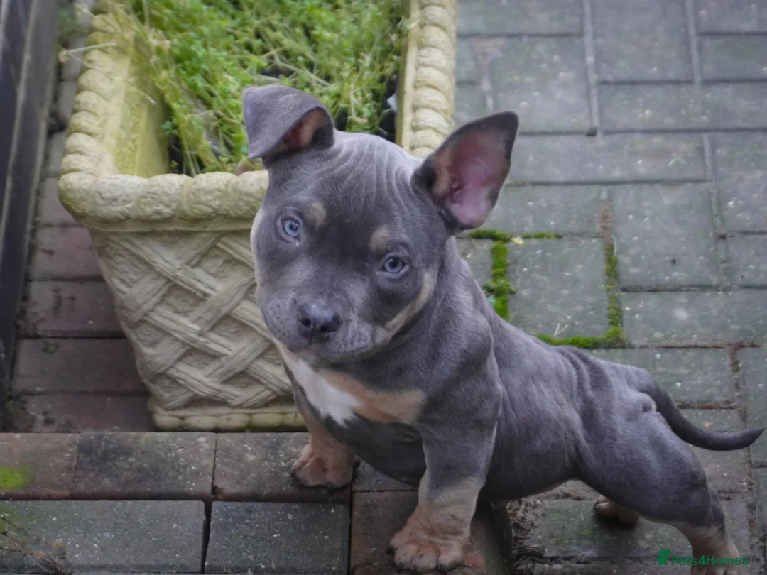 American Bully dogs for sale: 1 ABKC Pocket Bully puppy remaining - Advert 3