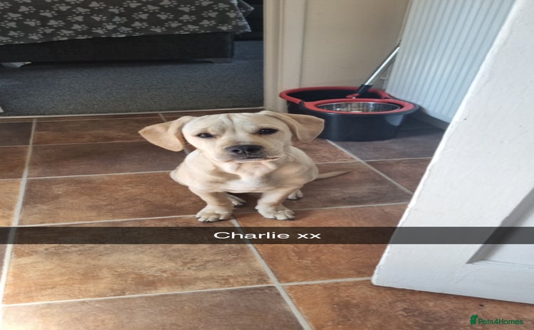Mixed Breed dogs - Advert 2