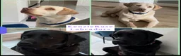 Labrador Retriever dogs for sale: Top quality KC reg Labradors due June 10th  - Advert 1