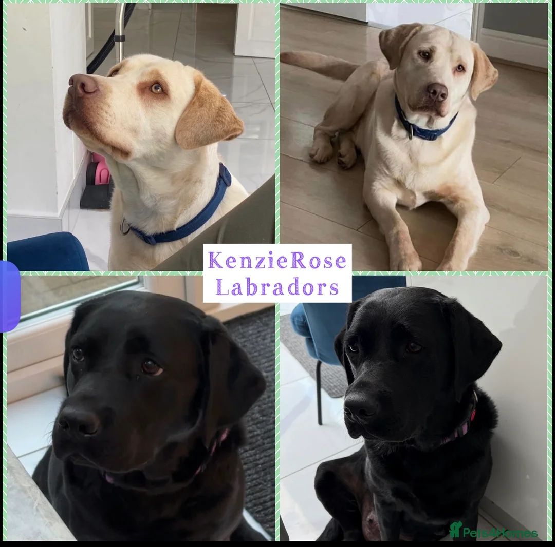 Labrador Retriever dogs for sale: Top quality KC reg Labradors due June 10th  - Advert 1