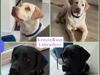 Labrador Retriever dogs Top quality KC reg Labradors born 7th june - Advert 18
