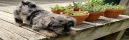 Mixed Breed dogs for sale: Foodle Puppies  in Todmorden - Advert 5