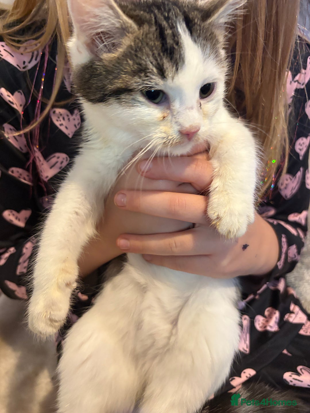 Mixed Breed cats for sale: Kittens 4 sale - Advert 7