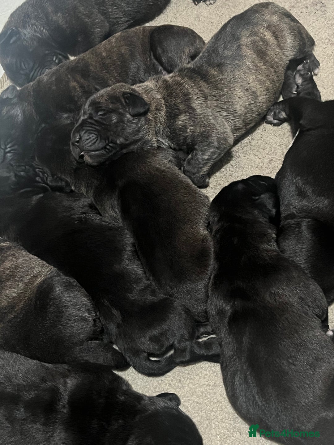 Presa Canario dogs for sale: Presa Canario puppies - Advert 4