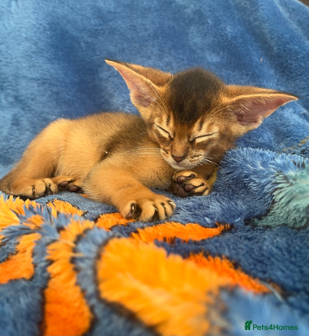Abyssinian cats for sale: Beautiful Abyssinians kittens - Image 5