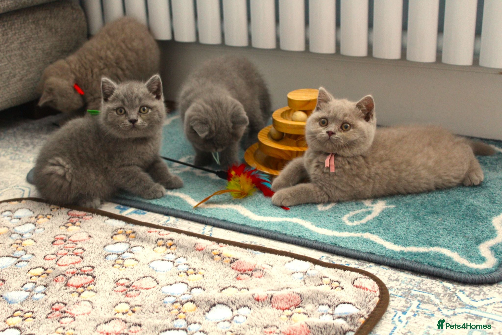 British Shorthair cats for sale: Gorgeous Pure British Shorthair Teddy Bear Kittens - Advert 4