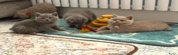British Shorthair cats for sale: 🧸Teddy Bear Lilac/Blue British Shorthair Kittens✨ - Advert 6
