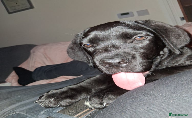 Cane Corso dogs - Advert 14