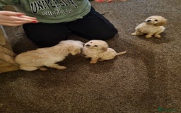 Cavapoo dogs for sale: Two beautiful cavapoo pups for sale - Advert 4