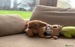 Cockapoo dogs for sale: Teddy bear cute Tiny Cockapoos  - Advert 4