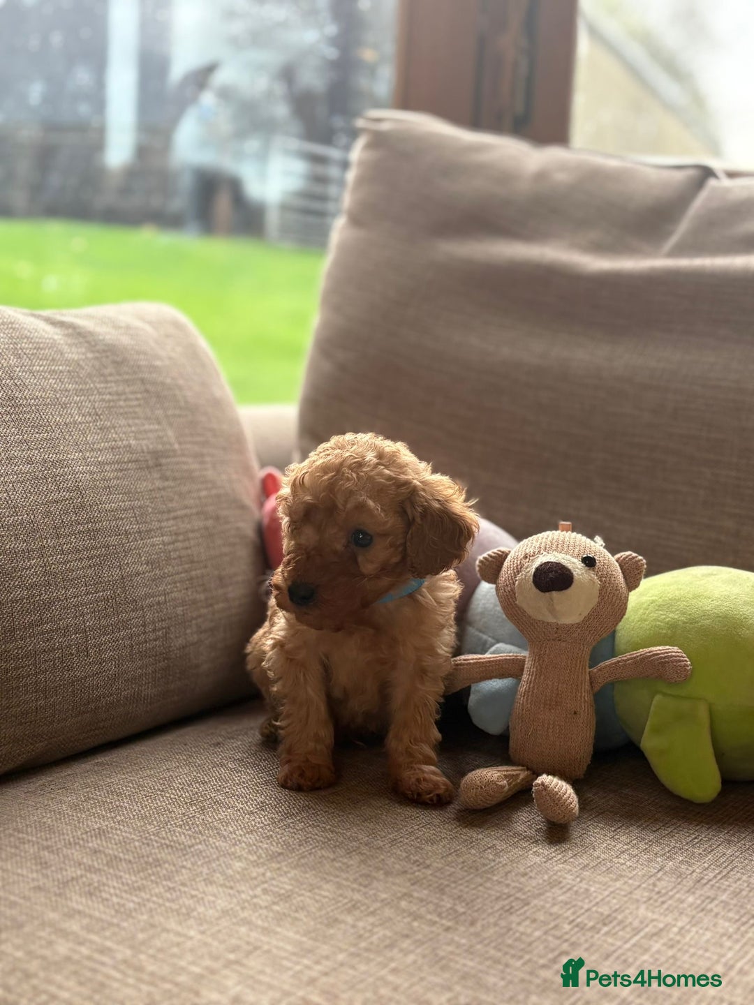 Cockapoo dogs for sale: Teddy bear cute Tiny Cockapoos  - Advert 4