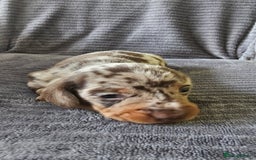 Dachshund dogs for sale: Stunning KC Registered Dachshund Puppies - Image 3