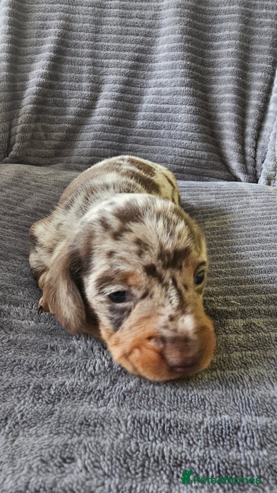 Dachshund dogs for sale: Stunning KC Registered Dachshund Puppies - Image 3