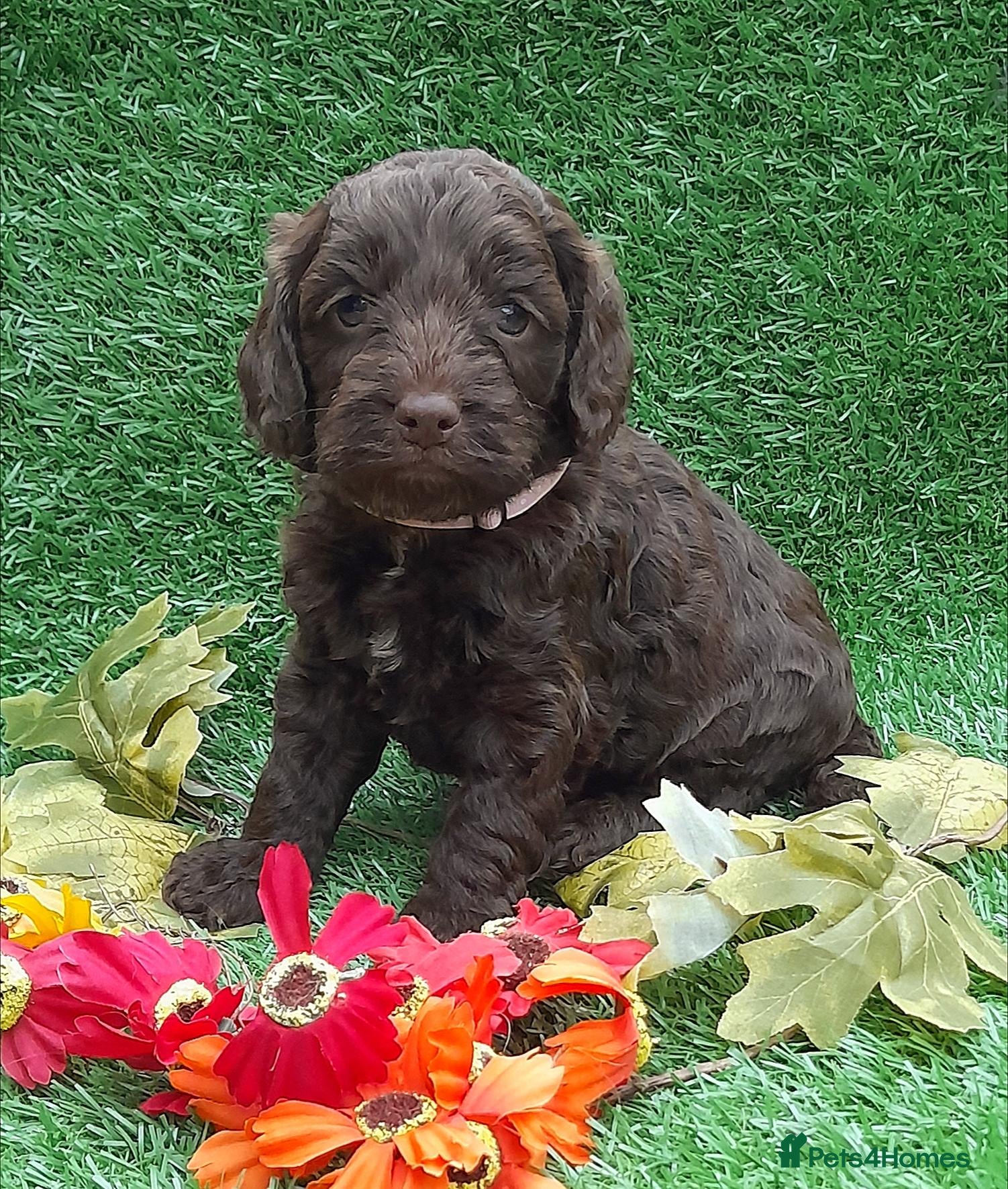 Cockapoo dogs Beautiful litter of F1 Cockapoo's - Advert 2