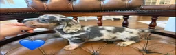Miniature Dachshund dogs for sale: Beautiful LH & SH Dapples Miniature Dachshund Pups - Advert 22