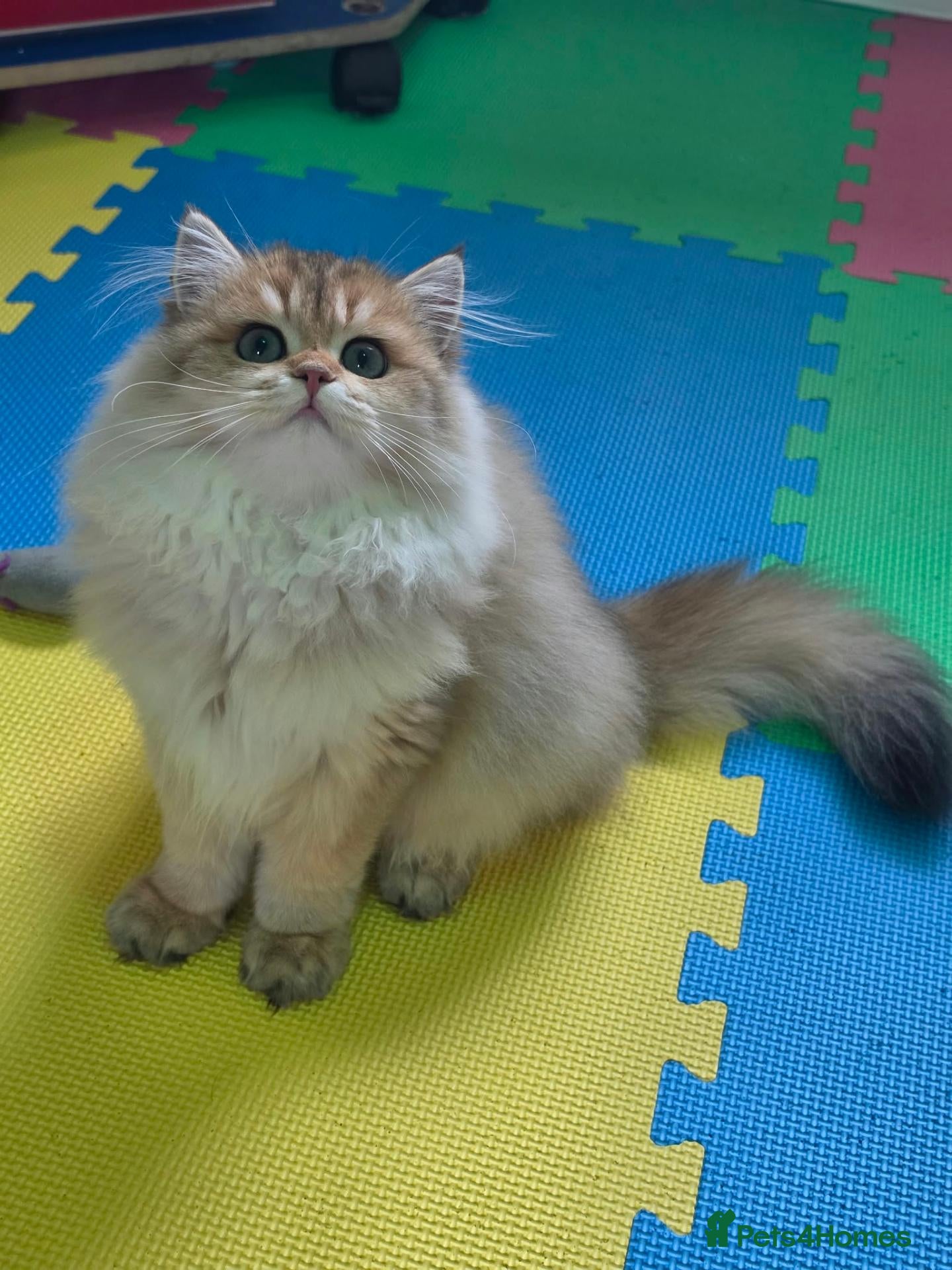 British Longhair cats 🌟 Stunning Golden Shaded British Longhair Girl 🌟 - Advert 2