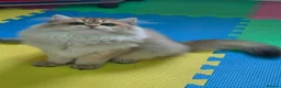 British Longhair cats for sale: 🌟 Stunning Golden Shaded British Longhair Girl 🌟 in Corby - Advert 2