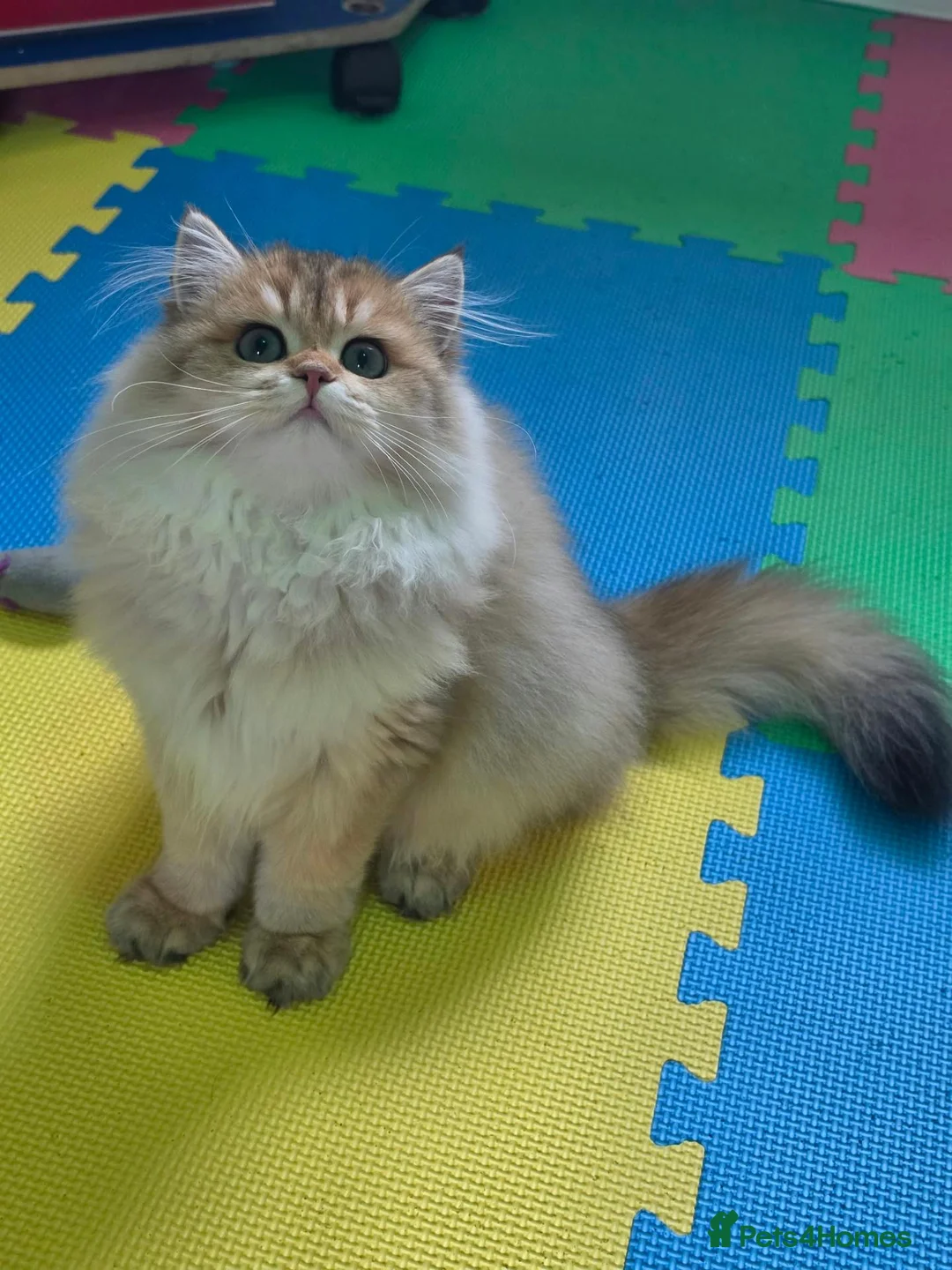 British Longhair cats for sale: 🌟 Stunning Golden Shaded British Longhair Girl 🌟 in Corby - Advert 2