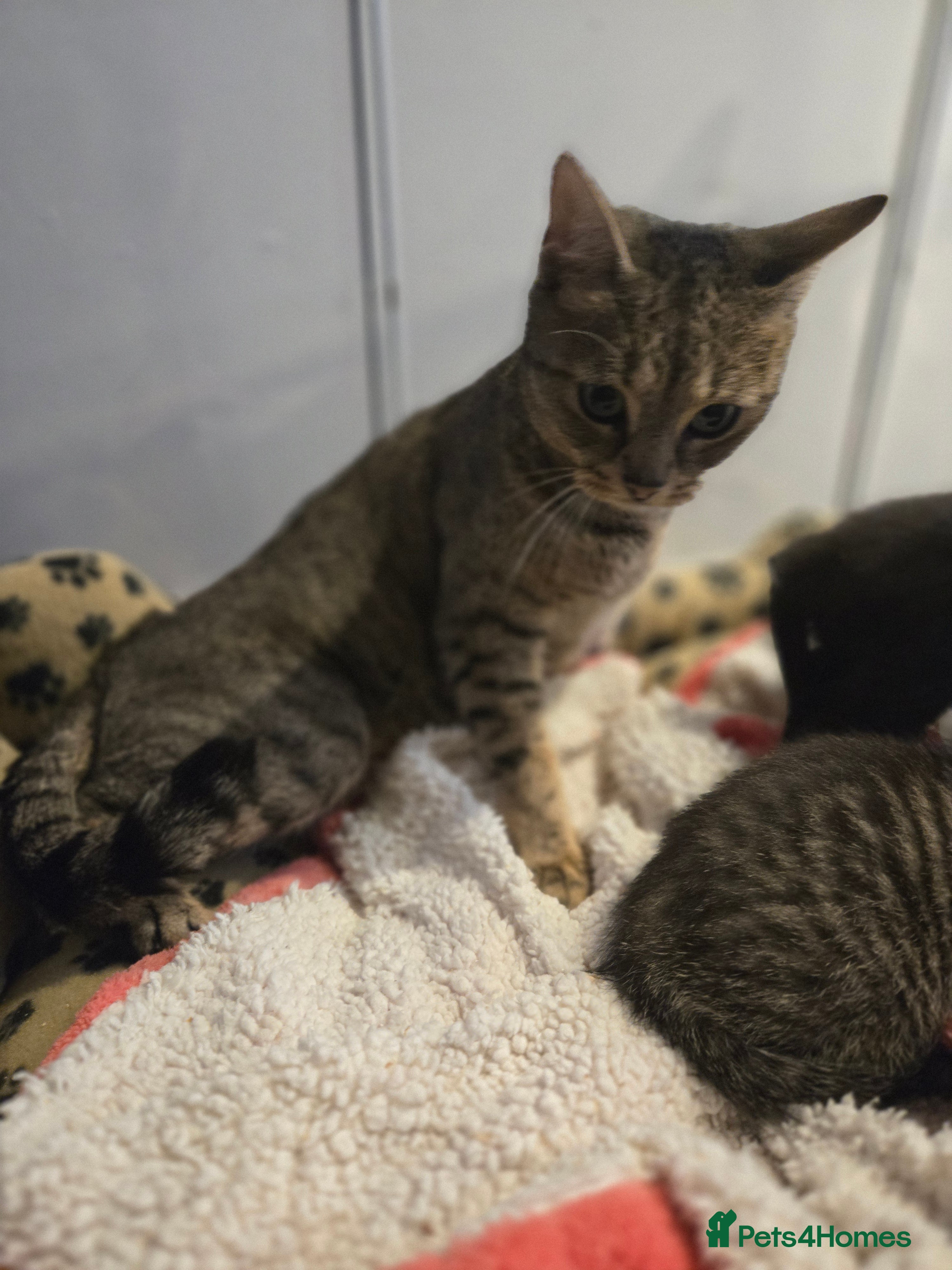 Mixed Breed cats 4 beautiful kittens  - Advert 1