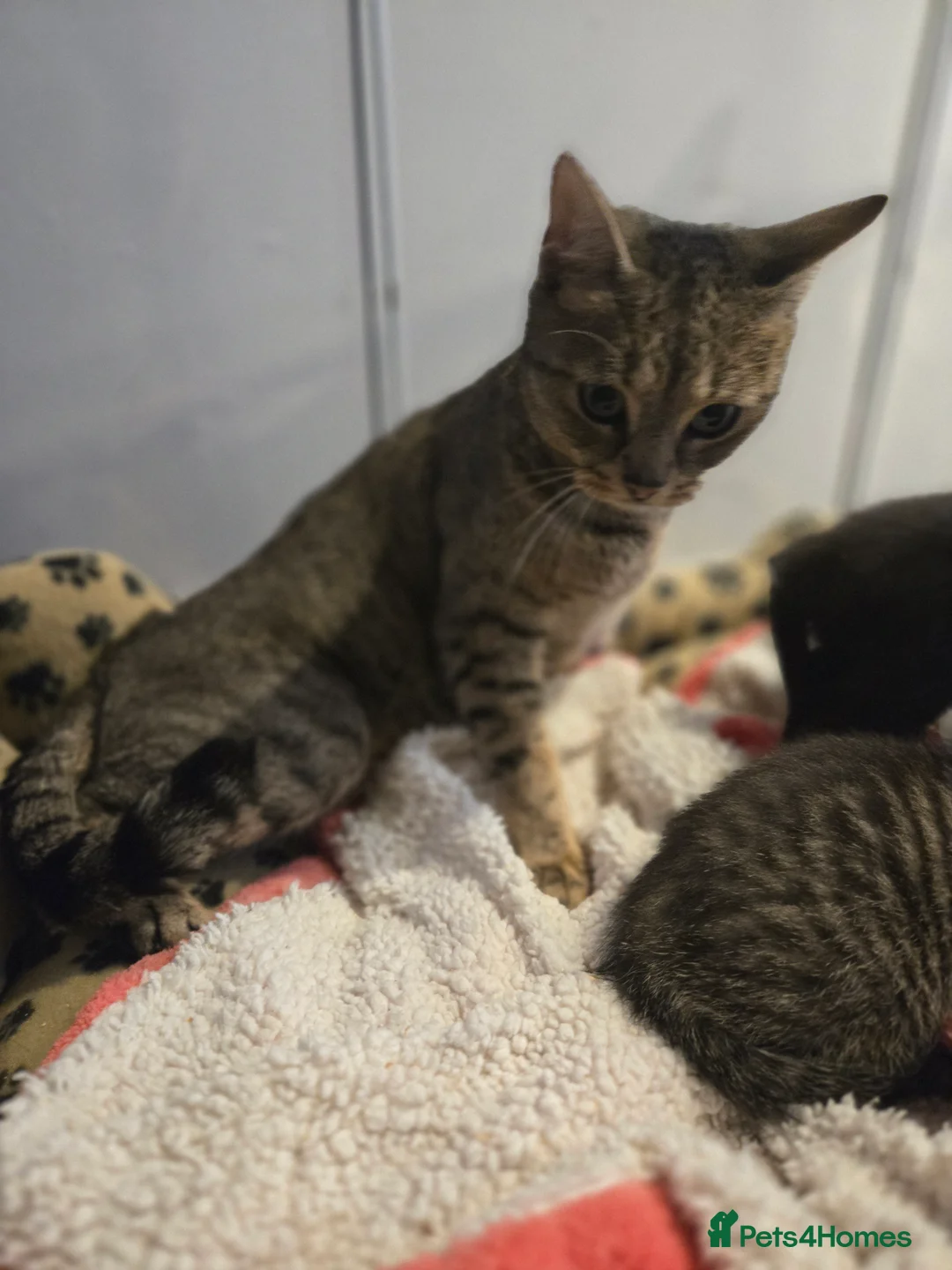 Mixed Breed cats for sale: 4 beautiful kittens  - Advert 1