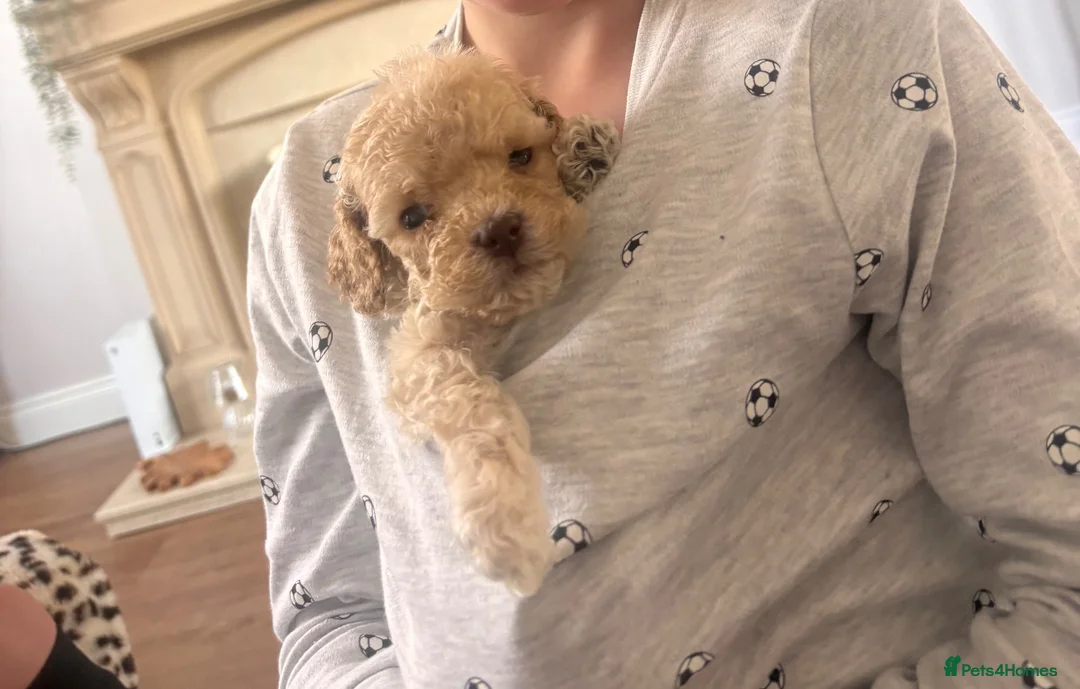 Cockapoo dogs for sale: Cockapoo puppy  - Advert 2