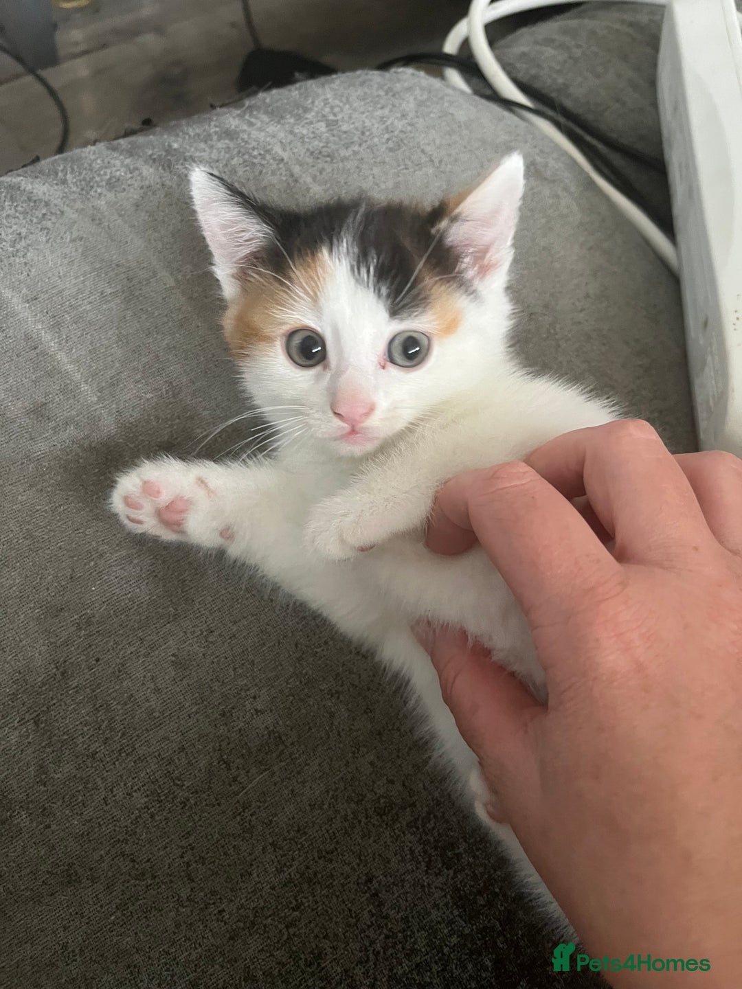 Mixed Breed cats for sale: Mixed breed kittens - Image 2