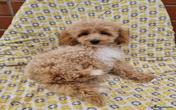 Cockapoo dogs for sale: F1BB Apricot Cockapoo Puppies. - Image 3
